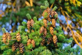 Chinese Douglas Fir Seeds (Pseudotsuga sinensis) - 20 Seeds | Evergreen Conifer for Landscaping