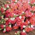 Snapdragon Seeds Madame Butterfly Bronze White - Antirrhinum majus, 1000+ Seeds