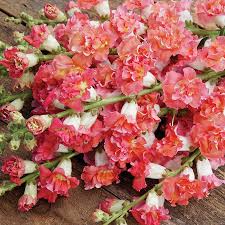 Snapdragon Seeds Madame Butterfly Bronze White - Antirrhinum majus, 1000+ Seeds
