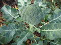 Broccoli Green Sprouting Calabrese Seeds - 1g Heirloom, Non-GMO Brassica oleracea var. italica