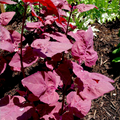 Bright Red Orach Seeds (Atriplex hortensis) - French Spinach Heirloom, 300 Seeds
