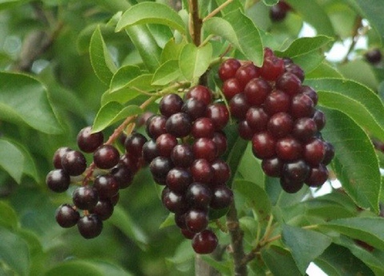 Choke Cherry Tree Prunus virginiana Bare Root Plant 14-18"