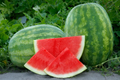 Secretariat Seedless Watermelon Seeds – 50 Seeds, USA-Grown, Non-GMO