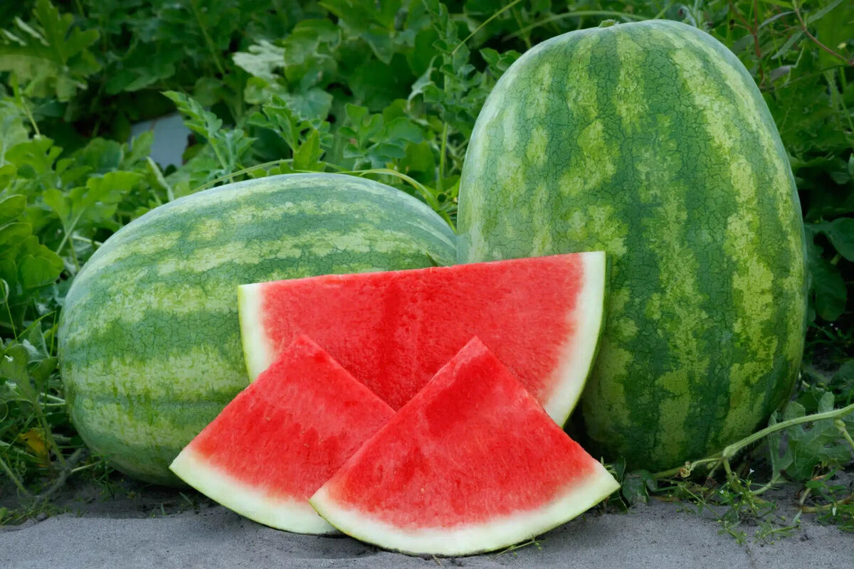 Secretariat Seedless Watermelon Seeds – 50 Seeds, USA-Grown, Non-GMO