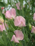 Janet Scott Sweet Pea Seeds – 50 Seeds, Fragrant Rose-Pink, Climbing Vines for Trellises & Bouquets