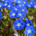 Heavenly Blue Morning Glory Seeds - Non-GMO, Climbing Vine, 8-15 ft, Blue Trumpet Flowers
