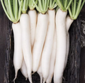 Miyashige Daikon Radish Seeds - 100 White Japanese Daikon, Crisp & Sweet, Easy to Grow