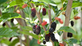 Mulberry Morus alba Cuttings - 10 Early Fruiting, Easy to Root