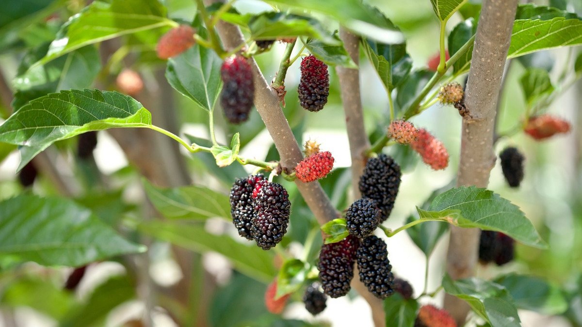Mulberry Morus alba Cuttings - 10 Early Fruiting, Easy to Root