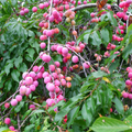 12 Unrooted Wild Plum Cuttings 6-8" (Prunus Americana) - Hardy Fruit Tree Propagation