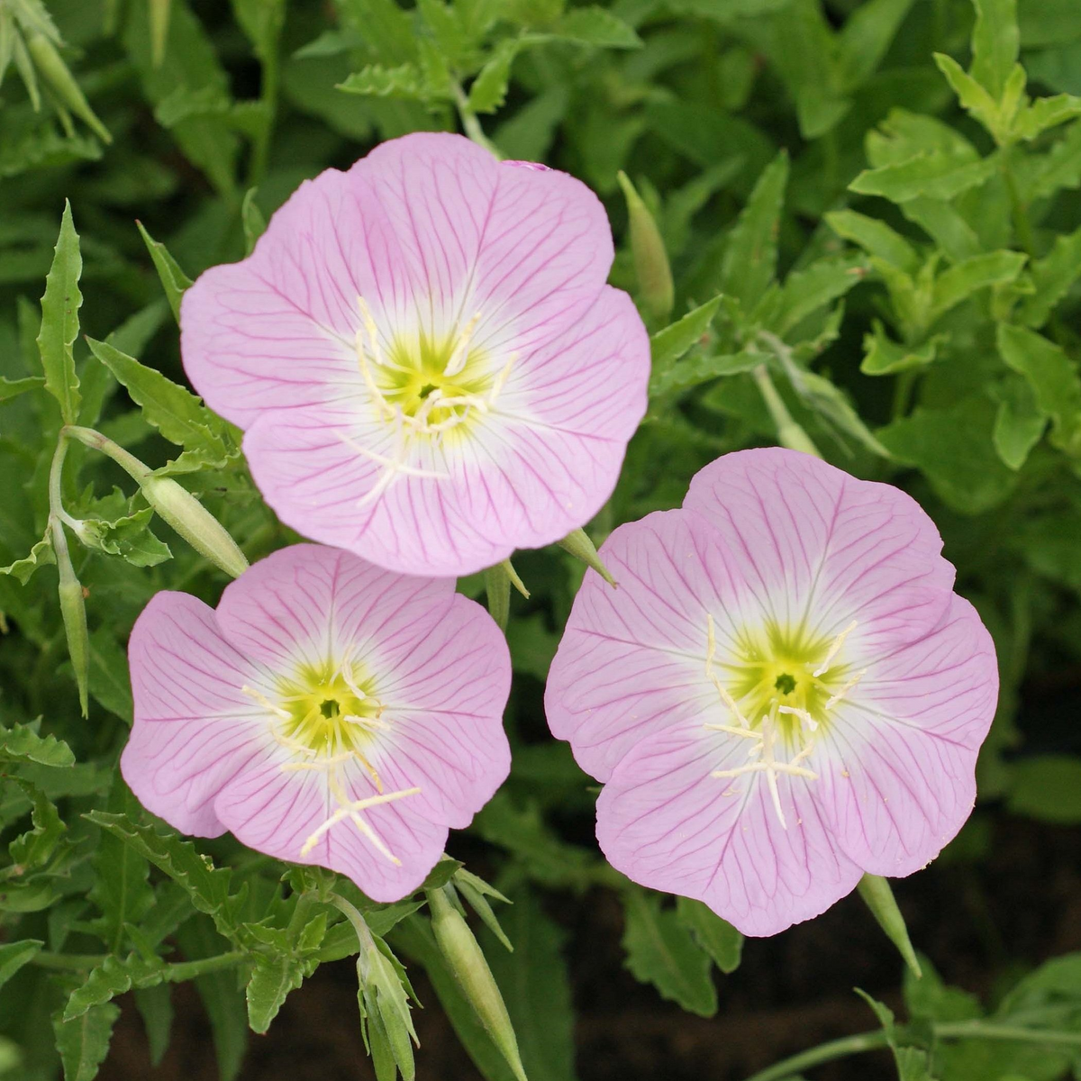 Showy Evening Primrose Seeds (Oenothera speciosa) - Pink Fragrant Blooms, Drought-Tolerant, Zones 4-9