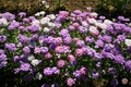 Candytuft Seeds Mix (Iberis Umbellata) - 1000 Seeds, Ground Cover, Fragrant, Pollinator-Friendly, Non-GMO