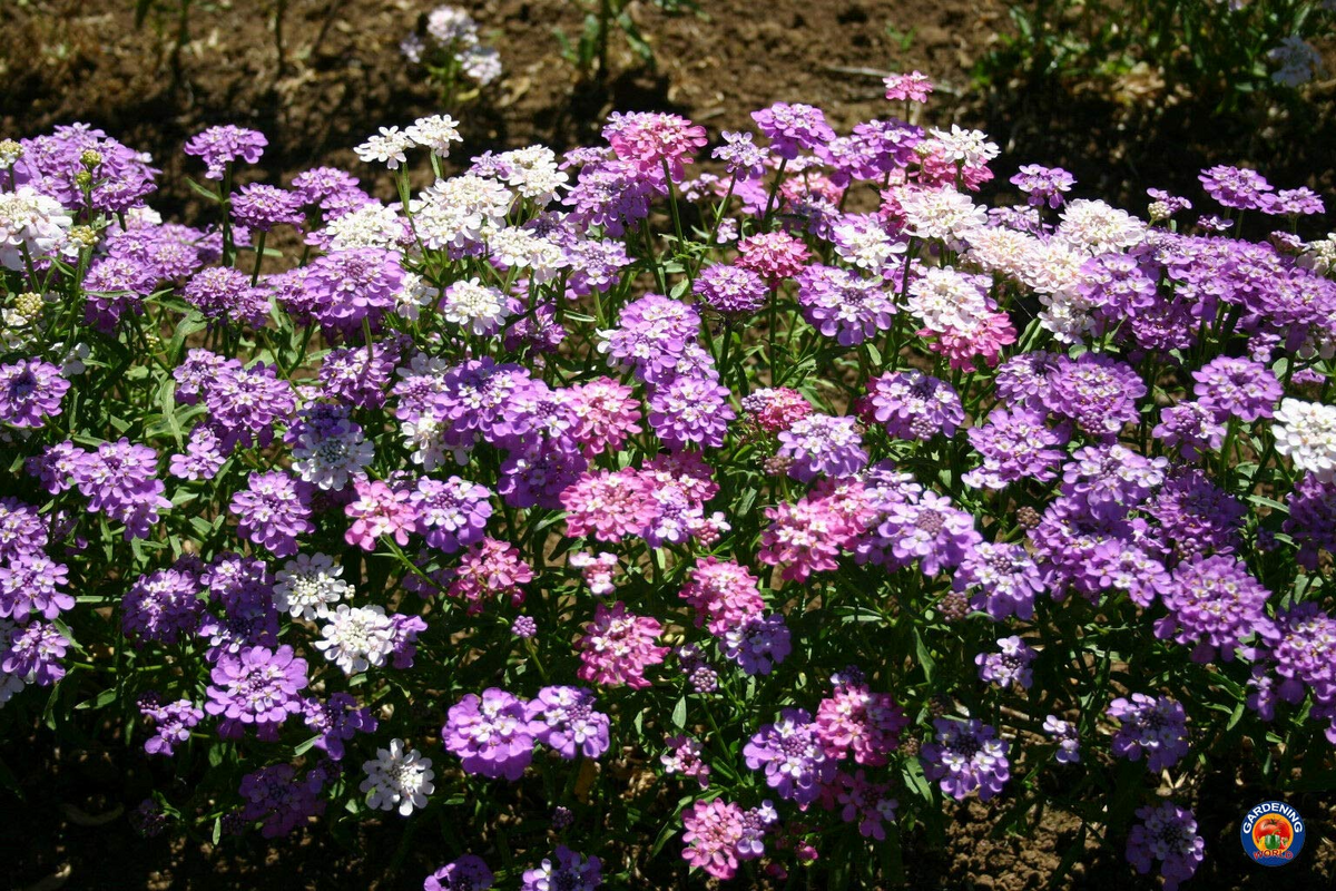 Candytuft Seeds Mix (Iberis Umbellata) - 1000 Seeds, Ground Cover, Fragrant, Pollinator-Friendly, Non-GMO