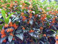 Apricot Echo Osmanthus fragrans Rooted Starter Plant - Bareroot Tea Olive (Fragrant Evergreen Shrub)