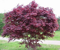 Bloodgood Japanese Maple Cuttings (5-12 in) - Unrooted Live Cuttings for Rooting or Grafting