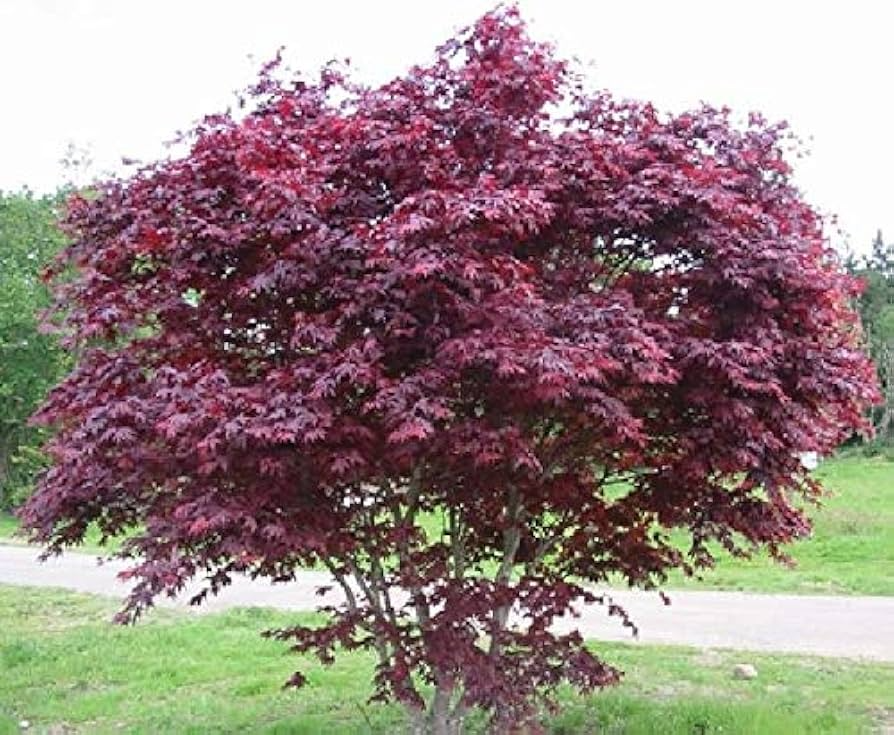 Bloodgood Japanese Maple Cuttings (5-12 in) - Unrooted Live Cuttings for Rooting or Grafting