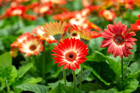 White & Red Gerbera Daisy Seeds (200+ Seeds) - Two-Tone Blooms for Garden, Beds, and Bouquets