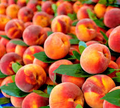 3 Peach Tree Seeds - Dwarf Nemaguard (Prunus persica) Semi-Dwarf, Fast-Growing