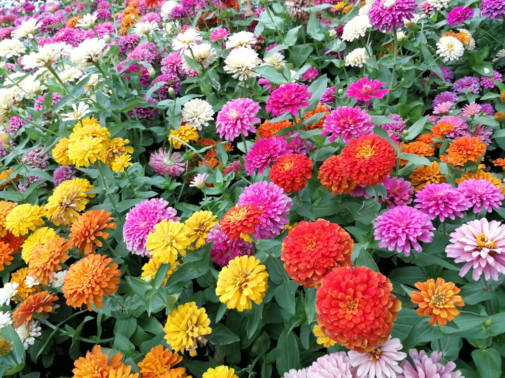 500 Giant Dahlia Flower Seeds - California Giants Mix Zinnia elegans (Annual) - Easy to Grow