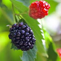 Triple Crown Thornless Blackberry Plants (Bare Root) – 5 Pack