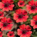 Scarlet Cinquefoil (Potentilla recta) Seeds - 1000 | Perennial Red Flowers for Pollinators