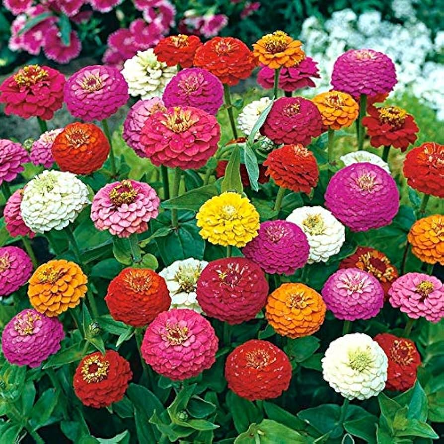 Lilliput Zinnia Seeds - 100 Count, Heirloom, Non-GMO, Compact Colorful Mix