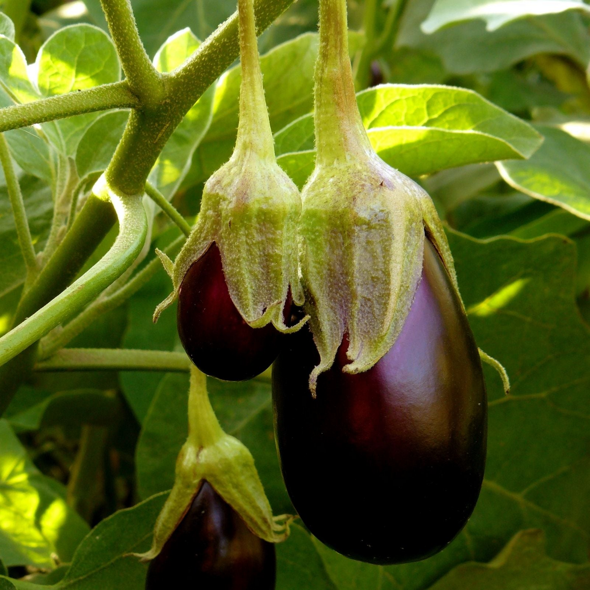 Eggplant Black Beauty Seeds - Heirloom, Large Glossy Purple, 300mg for Planting