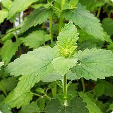 Catnip Nepeta cataria Seeds - Aromatic Herb for Cats & Gardens, 2000 Seeds