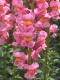 Antirrhinum majus Rocket Rose Shades Snapdragon Seeds – 1000+ Pink & Rose Blooms