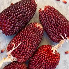 Strawberry Popcorn Corn Seeds – Heirloom, Non-GMO, 2-3" Red Ears, 100 Days to Maturity