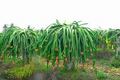 25 Seeds White Dragon Fruit Plant (Hylocereus undatus) - Pitahaya Seed Starter