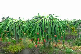 25 Seeds White Dragon Fruit Plant (Hylocereus undatus) - Pitahaya Seed Starter