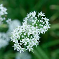Garlic Chive Seeds (Allium tuberosum) - 150 Seeds, Non-GMO, Easy to Grow