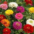 California Giant Zinnia Seeds (Zinnia elegans) – 100 Seeds, Mixed Colors, 5-6" Blooms