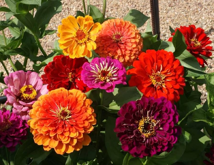California Giants Mix Zinnia Seeds - 5-Inch Blooms, Tall Cut Flowers, Non-GMO