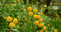 Kerria japonica Cuttings (10) Unrooted, 7" - Japanese Rose, Miracle Marigold | Easy to Root