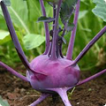 Kohlrabi Purple Vienna Seeds - 500mg, Heirloom, Cold Hardy, High Yield