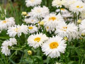 Daisy Shasta Seeds - Leucanthemum × superbum (200 Seeds) White Flowers
