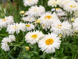 Daisy Shasta Seeds - Leucanthemum × superbum (200 Seeds) White Flowers
