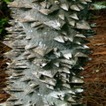 Hercules' Club Tree Seeds (Zanthoxylum clava-herculis) - 20 Seeds, Prickly Ash, Full Sun, Zones 7-9