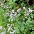 Peppermint Herb Seeds – Mentha × piperita, 30mg, Perennial Seed Pack