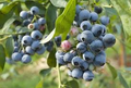 Blueberry Cuttings (10) 6-10" Elizabeth & Chandler Hardwood – Northern Highbush