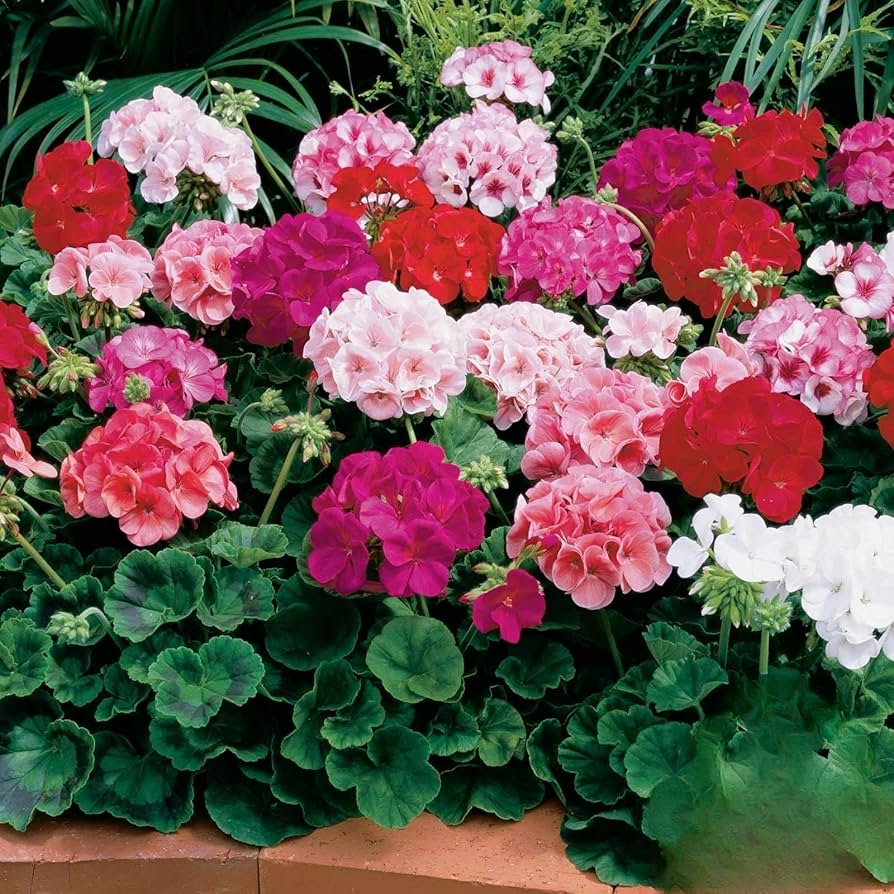 Maverick Mix Geranium Seeds – Pelargonium × hortorum – 25+ Seeds