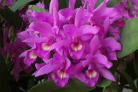 Cattleya skinneri Pink Live Orchid Seedling - 2" Pot, National Flower of Costa Rica