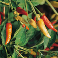 Tabasco Hot Pepper Seeds Capsicum frutescens - 250mg Seed Packet, Non-GMO, Medium-Hot