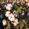 30 White Cotton Seeds (Buranda) - Non-GMO, High-Density Cotton for Home or Commercial Use