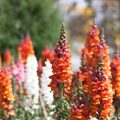 Antirrhinum majus Frosted Flames Snapdragon Seeds - 1000+ Heirloom Seeds, Cool-Season, Pollinator-Friendly