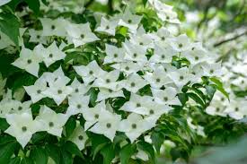 Kousa Dogwood Seeds (Cornus kousa) Milky Way — White Flowers, Red Fruit, Hardy 5-8