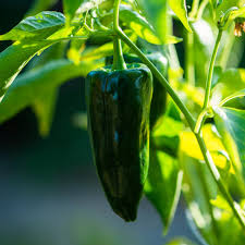 Ancho Poblano Pepper Seeds (Capsicum annuum) - 15 Seeds, Mildly Spicy for Cooking