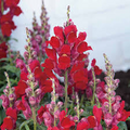 Candy Tops Red Snapdragon Seeds (Antirrhinum majus) – 1000+ Seeds, Compact Red Blooms